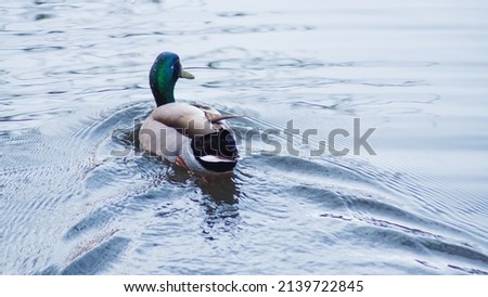 a duck swims in water