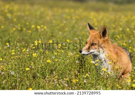 Red Fox Close Up in A Yellow Flower Field in Green Nature Background