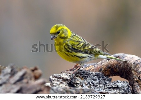 he European serin, or simply the serin (Serinus serinus), is the smallest European species of the family of finches (Fringillidae) and is closely related to the Atlantic canary.. Royalty-Free Stock Photo #2139729927