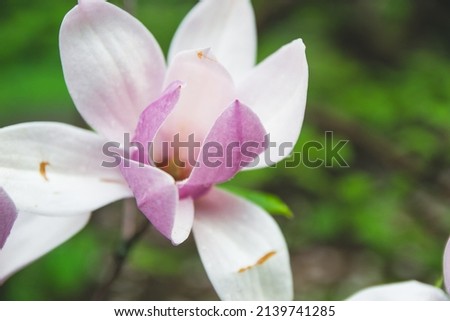 Yulan magnolia flower is in blooming on green background in spring season. Close up picture of huge flower in the garden. Sunny day in spring - summer season. Wallpaper with the nature flowers.