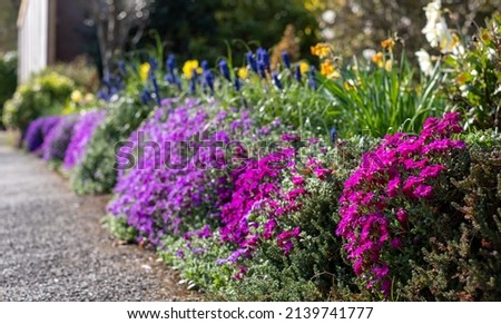Colourful purple and pink flowered aubretia trailing plants growing on a low wall in Pinner UK Royalty-Free Stock Photo #2139741777