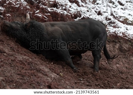 A big black bull stabs its horns into the snowy ground and trains to fight in the arena. The concept of bullfighting. Selective focus