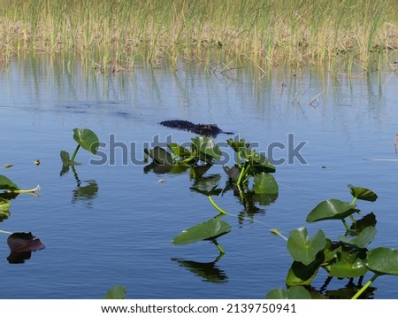 pictures from the everglades of wildlife and miscellaneous plants and other animals