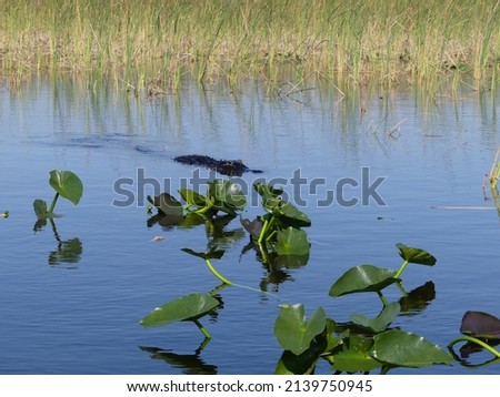 pictures from the everglades of wildlife and miscellaneous plants and other animals