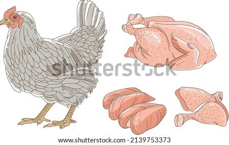 Hen, chicken sketch. Fresh raw chicken and chicken parts isolated on white background. Breast fillet legs. Outline vector illustration
 Royalty-Free Stock Photo #2139753373