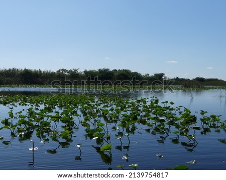 pictures form the never ending everglades including wildlife and just standard views