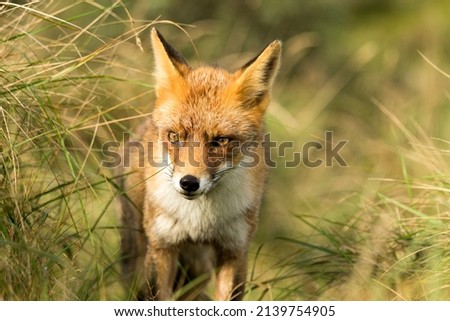 Red Fox Face Close Up in A Nature Background in A National Park