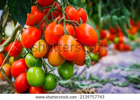 Many tomatoes on tomato tree in summer garden. Many Roma tomato plants in greenhouse with automatic irrigation watering system. Best Heirloom plum 
Tomato Varieties.  Delicious Heirloom Tomatoes Royalty-Free Stock Photo #2139757743
