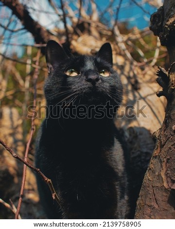 Close up of yellow eyed black cat sat in a tree looking up at the sky Royalty-Free Stock Photo #2139758905