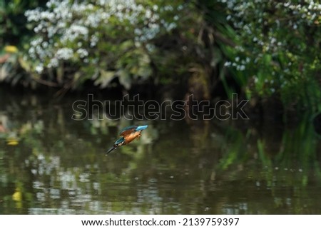 kingfisher is in the forest