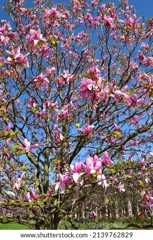 Paris, France. Magnolias blooming in the garden "Jardin du Palais-Royal". March 21, 2022.