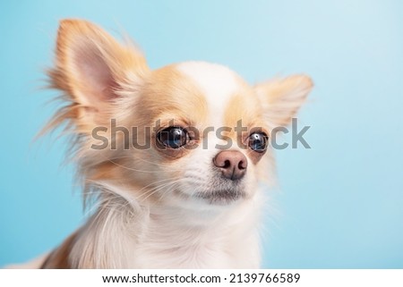 Portrait of a dog. White with red spots dog breed Chihuahua on a blue background.