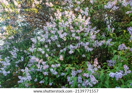 Fresh lilac flowers in the spring garden at the sunny day. Background from bush lilac with green leaves. Picture for publication, screensaver, wallpaper, poster, calendar, card, banner, cover, website