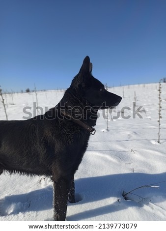Black dog in snowy day 