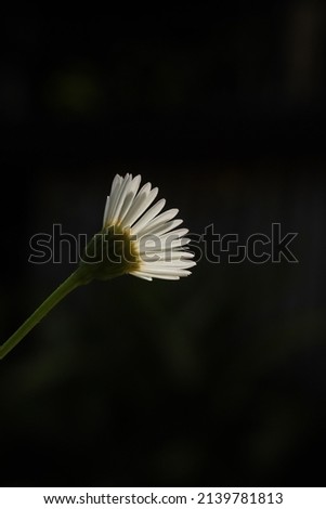 White daisy flower against black background. Macro lens photography