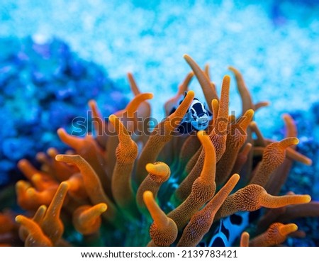 Fire red bubble tip anemone hosting designer clownfish in a reef.