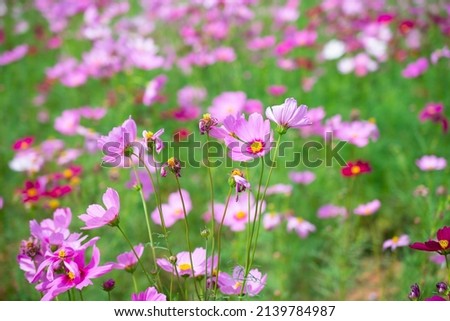 purple cosmos mexican daisy A drought tolerant ornamental plant with long-lasting color. Royalty-Free Stock Photo #2139784987