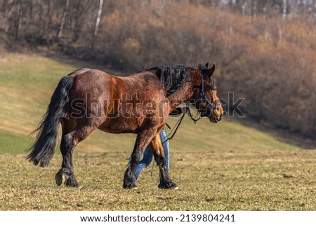 A person walking a south german draft horse across a meadow. Royalty-Free Stock Photo #2139804241