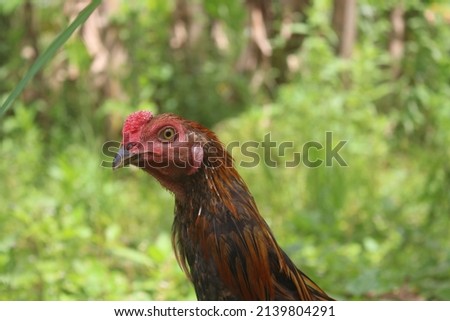 the rooster has golden feathers and a red face