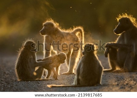 Family of chacma baboons playing in the dust at sunset, Kruger National Park, South Africa