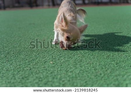 A Chihuahua dog takes a piece of treat from the green carpet outside. Close-up of a female dog.