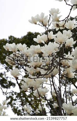 Yulan magnolia flowers are in bloom. 
Scientific name is Magnolia denudata.