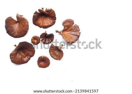 picture of a mushrooms (Lentinus polychrous Lev.) isolated on white background