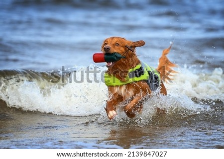 nova scotia duck tolling retriever dog in a life jacket playing in the sea Royalty-Free Stock Photo #2139847027