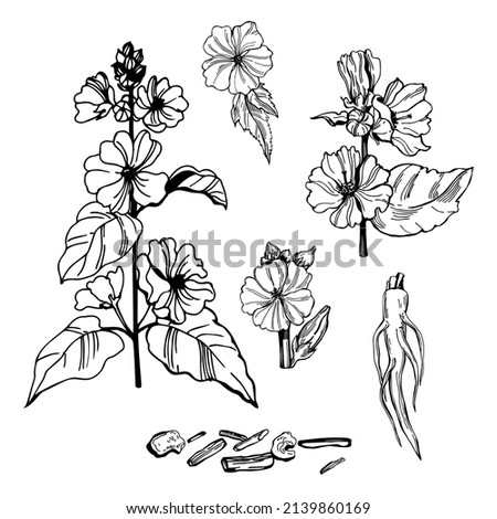 Hand- drawn medicinal herbs. Marshmallow officinalis (althea officinalis). Vector sketch  illustration. Royalty-Free Stock Photo #2139860169