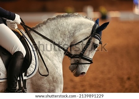Dressage horse white with rider, head portraits Horse's head from the side with the reins pulled hard. Royalty-Free Stock Photo #2139891229