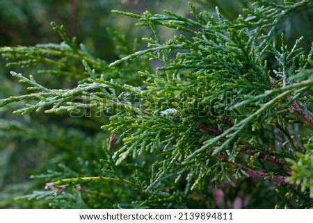 Green young juniper branches in the park in spring