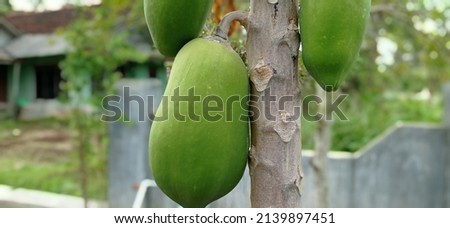 Green picture of raw papaya fruit. This photo was taken outside in a solar beam.