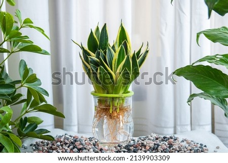 Sansevieria Trifasciata small aquatic plants. Houseplant care concept. Decoration on the desk. Indoor plant. Royalty-Free Stock Photo #2139903309