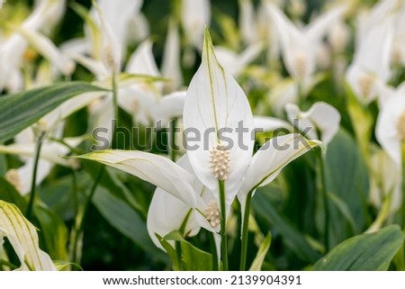 Close up on a Spathiphyllum flower. Certain Spathiphyllum plants are known as spath or peace lilies. It's a popular houseplant. Royalty-Free Stock Photo #2139904391