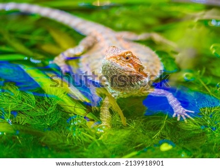 The central bearded dragon (Pogona vitticeps), also known as the inland bearded dragon, is a species of agamid lizard found in a wide range of arid to semiarid regions of eastern and central Australia