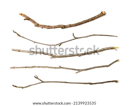Branches set isolated. Dry twigs collection, sticks, boughs, dry thin branches, brushwood for rustic design, boho style Royalty-Free Stock Photo #2139923535