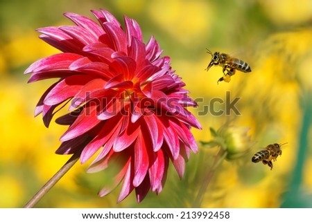 Bees in flight and Dahlia Garden (Dahlia Cav.)