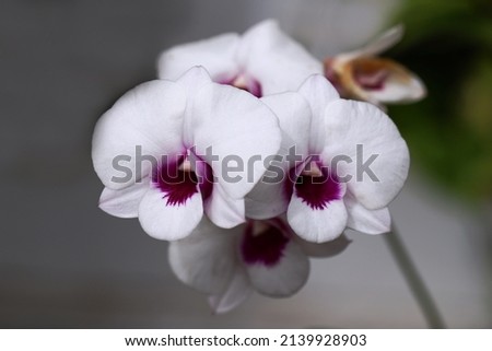 White color orchid flowers with gray background