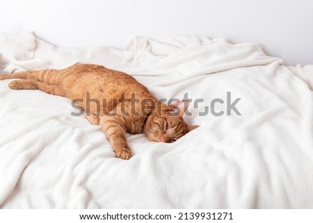 Cute ginger cat sleeps on bed with white fluffy blanket Royalty-Free Stock Photo #2139931271