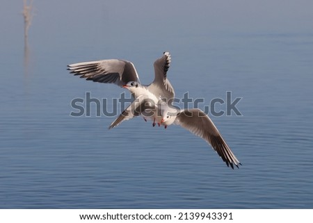 Seagulls fly aggressively over the blue water in the air to fishing. Color nature photo.