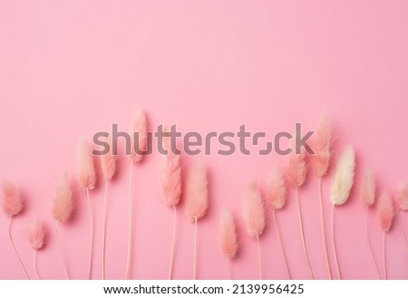 A row of pink dried flowers lagurus on a pastel pink background. Copy space, flat lay.  Royalty-Free Stock Photo #2139956425