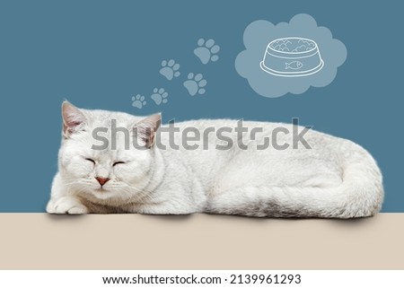 The cat dreams of a bowl of food. British cat sleeps on a blue background.