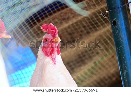 Cockerels. A male chicken is called a cockerel or rooster. A female chicken is called a hen. Cockerels crow (call) at the break of dawn, signaling the start of a new day.