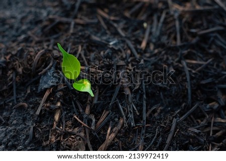 Close-up photo of a small sapling. The seedlings grow under the ash area after the fire. Conservation of the environment. World Environment Day.