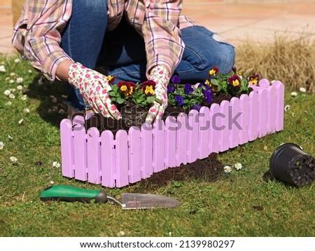 woman with gloves planting colorful pansies in pink flower box, gardening in spring close up.