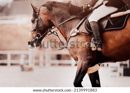A beautiful bay fast horse gallops around the arena at equestrian show jumping competitions. Equestrian sports. Horse riding. Horse riding classes. Royalty-Free Stock Photo #2139991883