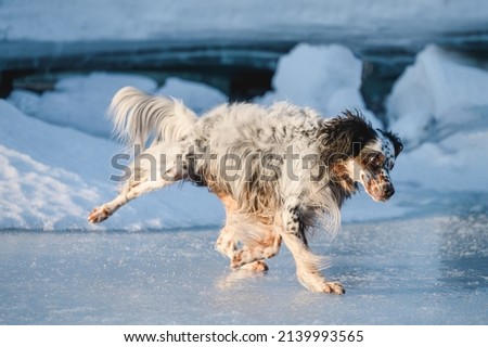 dog slides on ice in winter