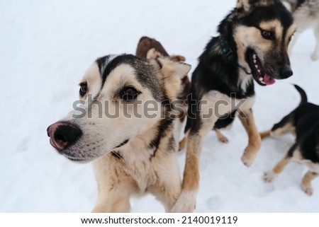 Group of several Alaskan husky puppies on walk on snowy winter day in kennel of northern sled dogs. Close-up portrait. Adorable cute young dogs.