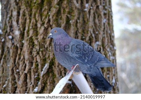 pigeon on the feeder on the background of a tree in winter