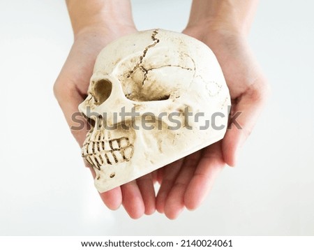 Anatomy skull head or bone structure on two hands for hospital or Halloween festival isolated on white background